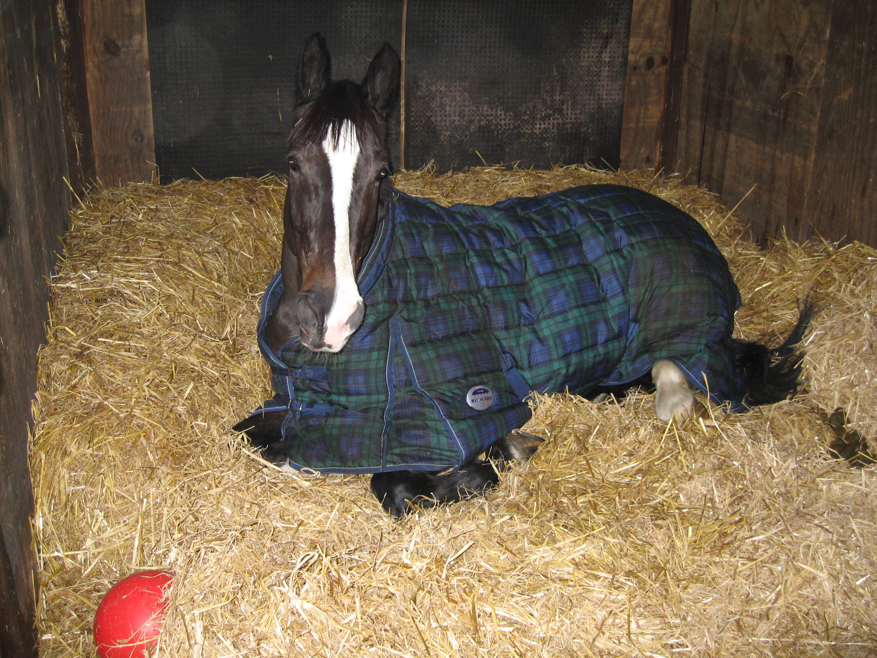 A Peek into The History of Horse Blankets Horse Owners Mart